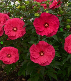Hibiscus moscheutos 'Summer in Paradise'